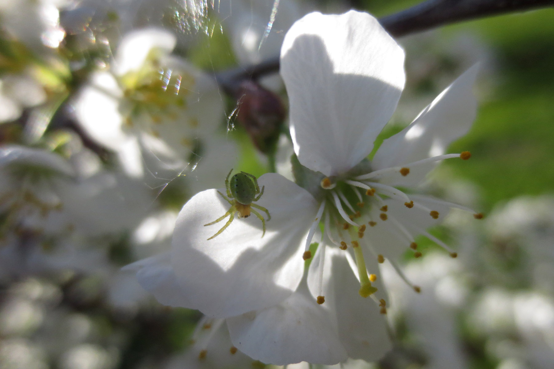 Spider Cherry. Spider Cherry.