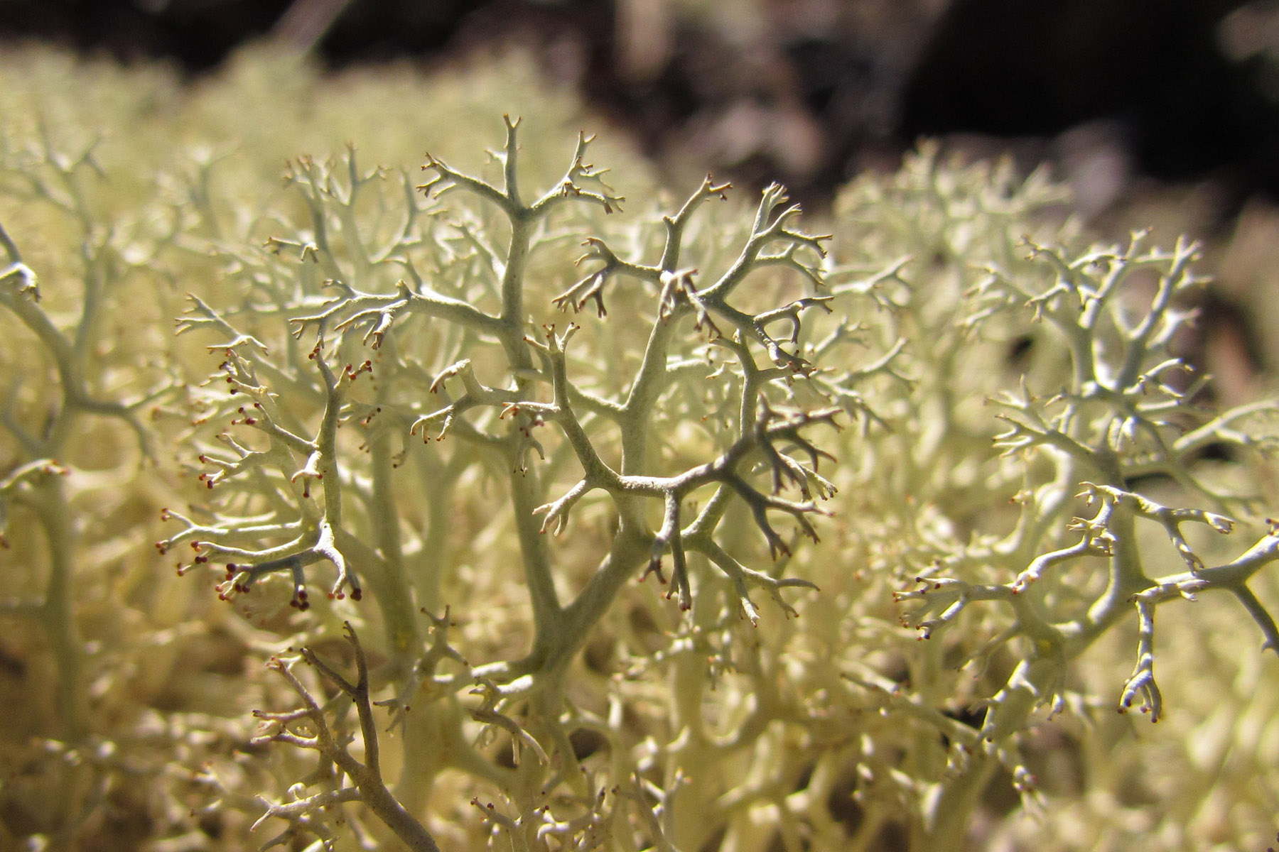 L Is For Lichen and Líquen.