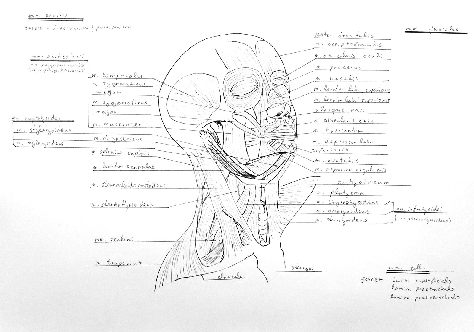 anatomy-atlas-part-13-facial-muscles