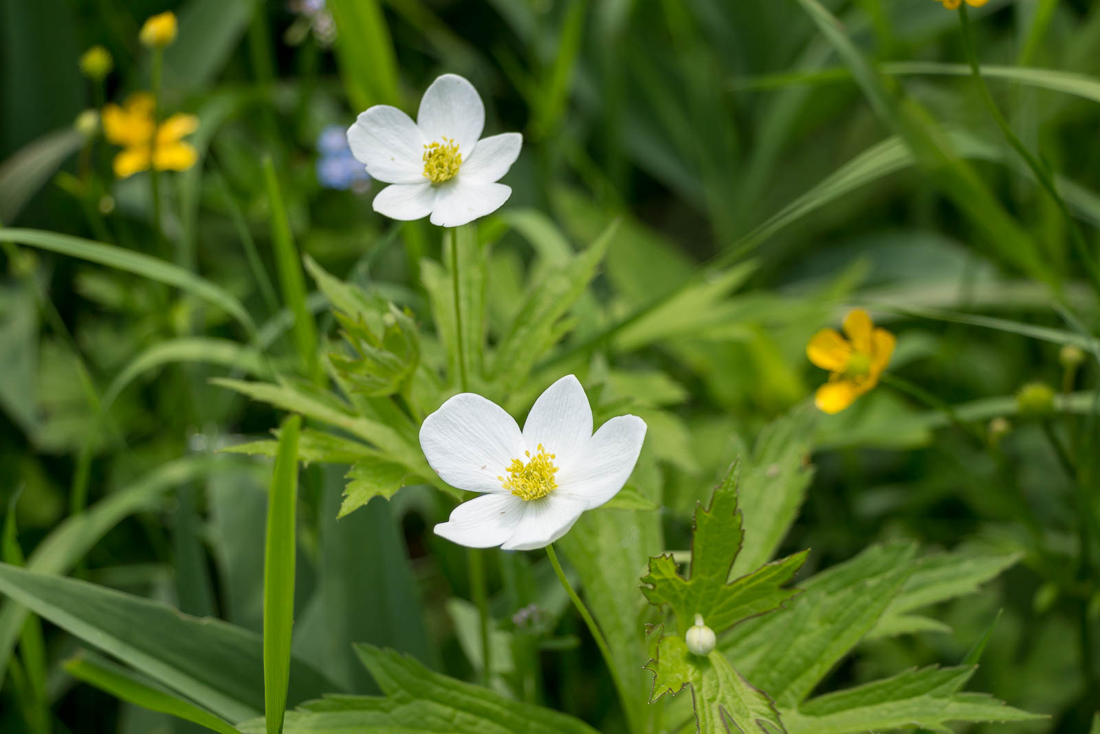 Ontario Wildflowers
