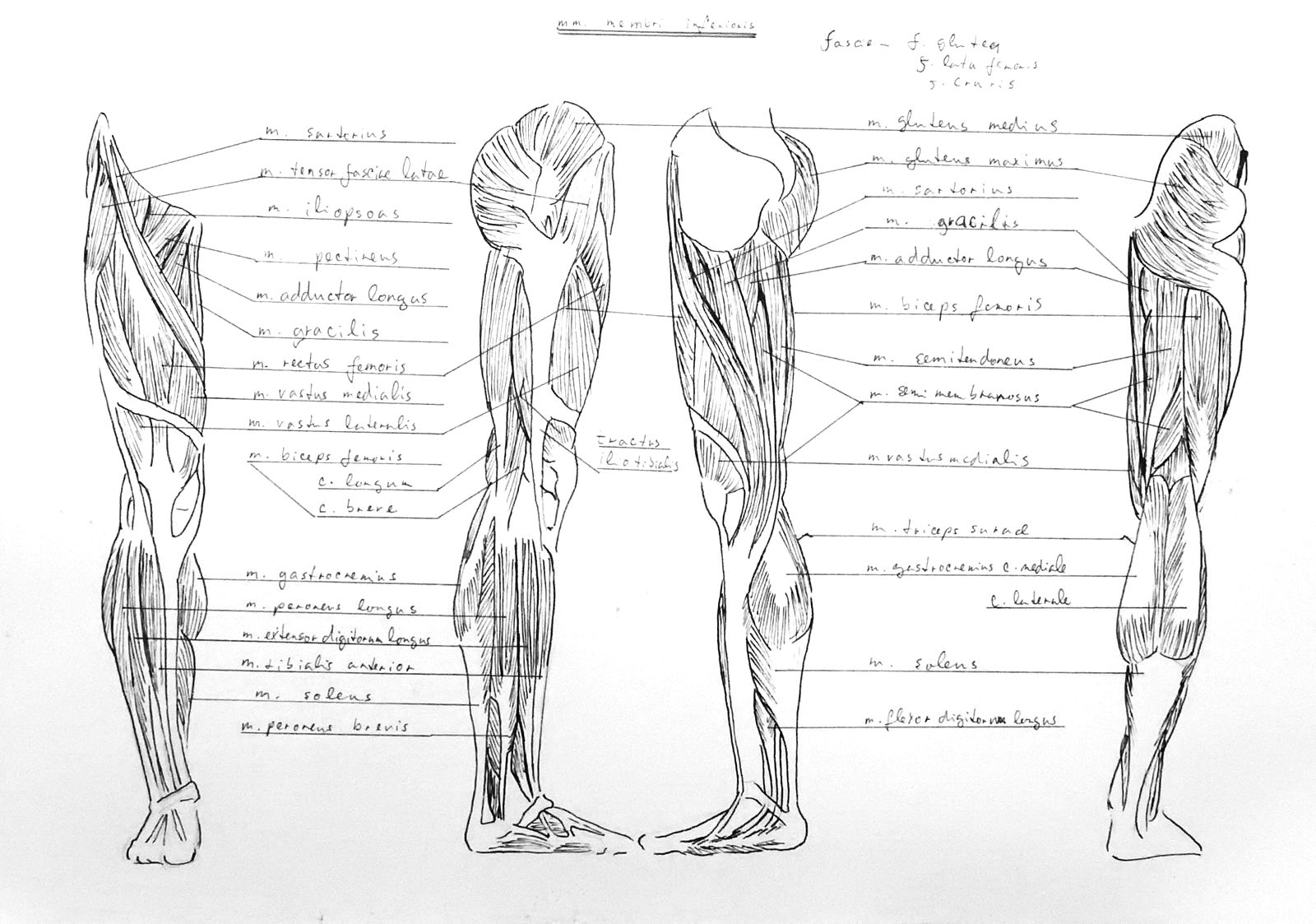 Anatomy Atlas Part 17 – Leg Muscles