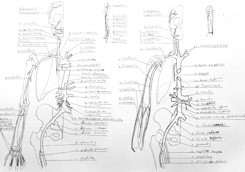 Anatomy Atlas Part 23 – Circulatory System