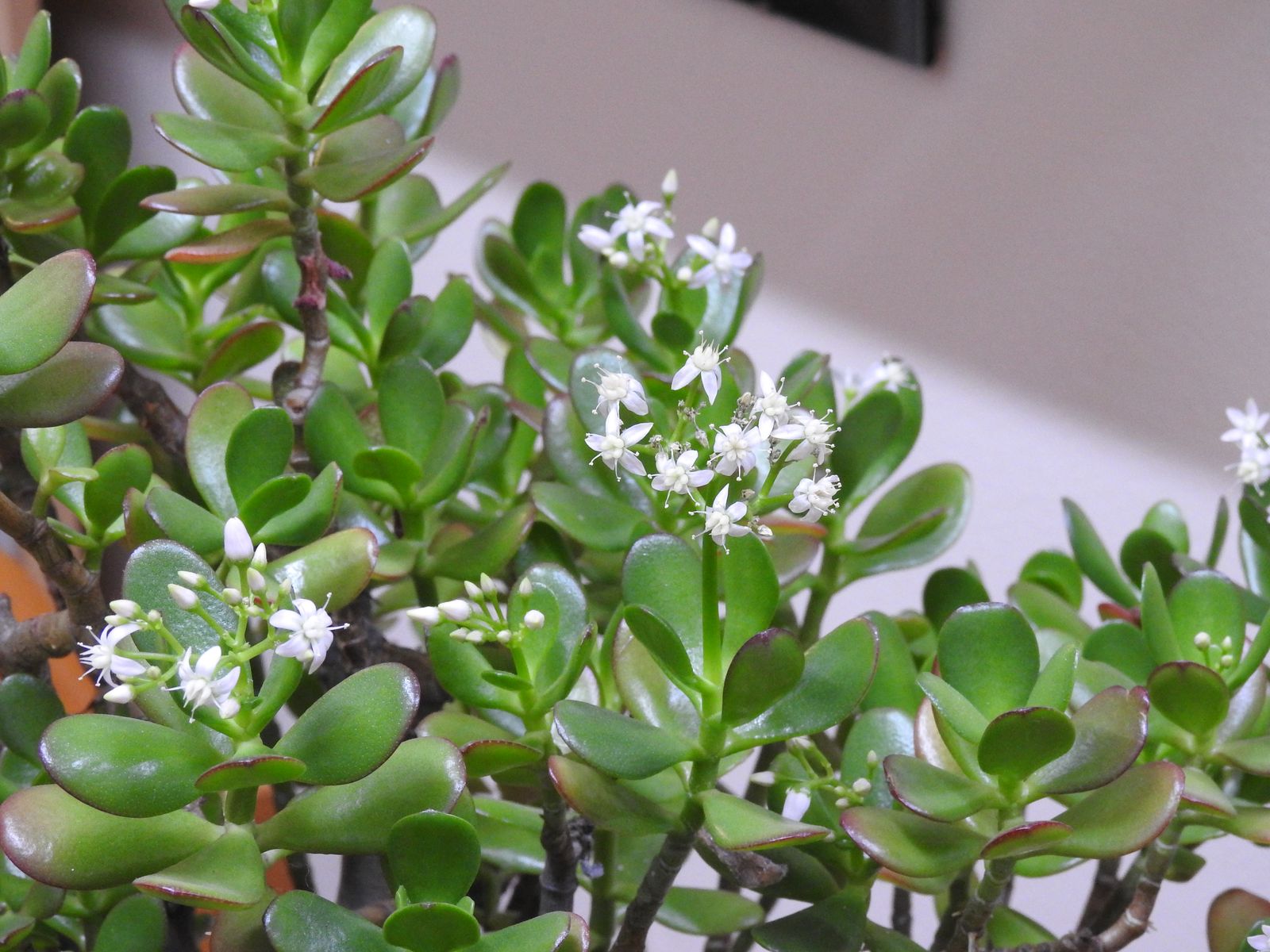 Flowering Money Tree