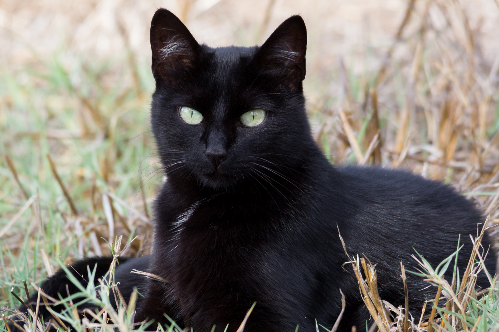 Черная европейская короткошерстная кошка фото