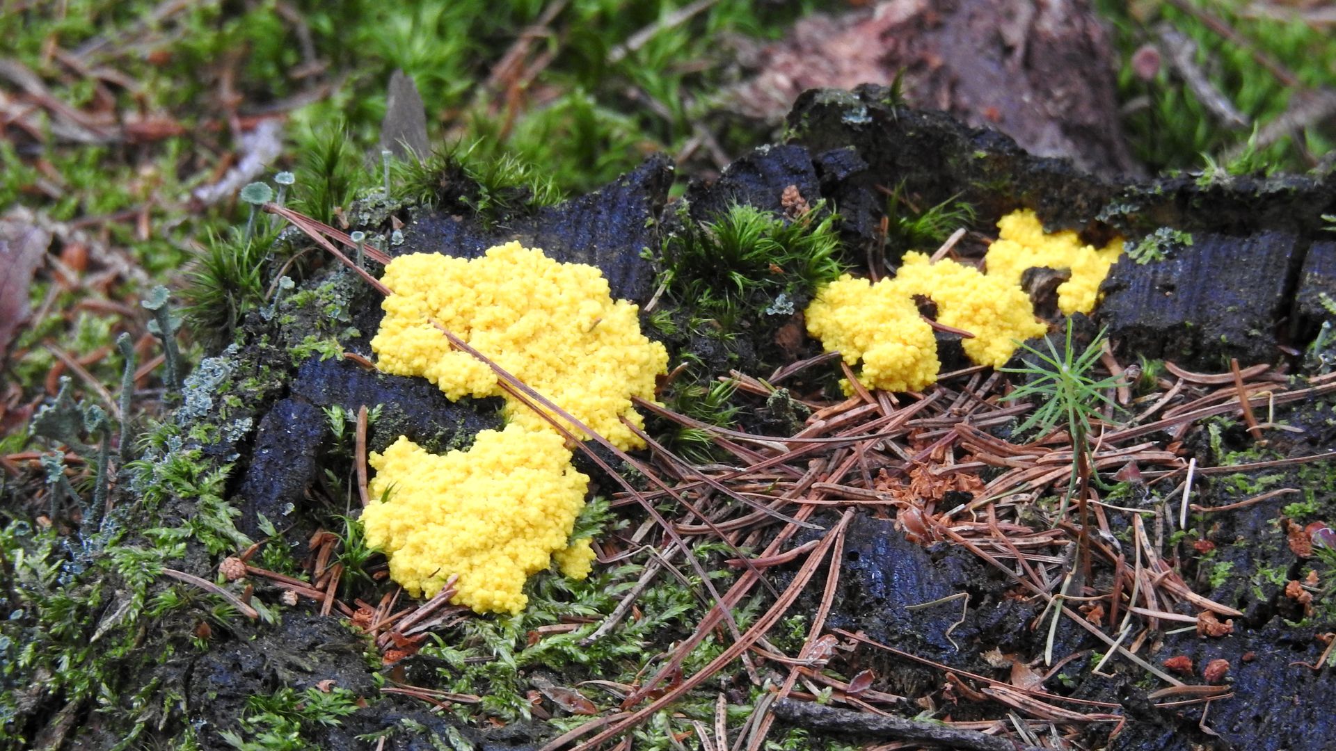 Mushroom Hunt Pictures Some Yellow Fungus