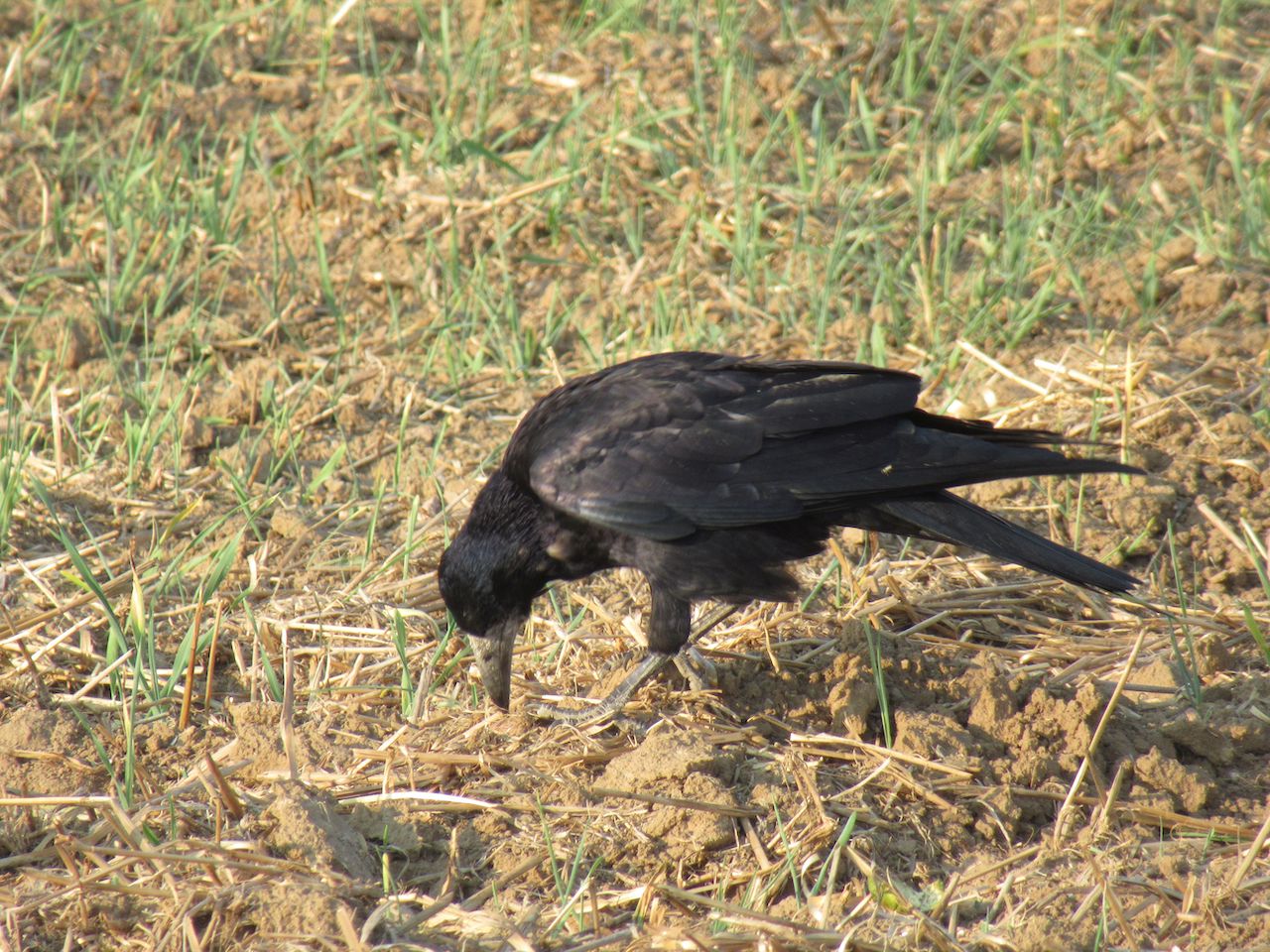 A Corvid at work