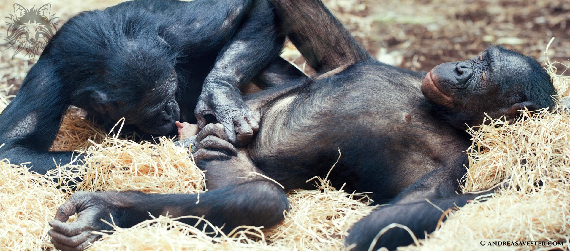 Bonobos having sex