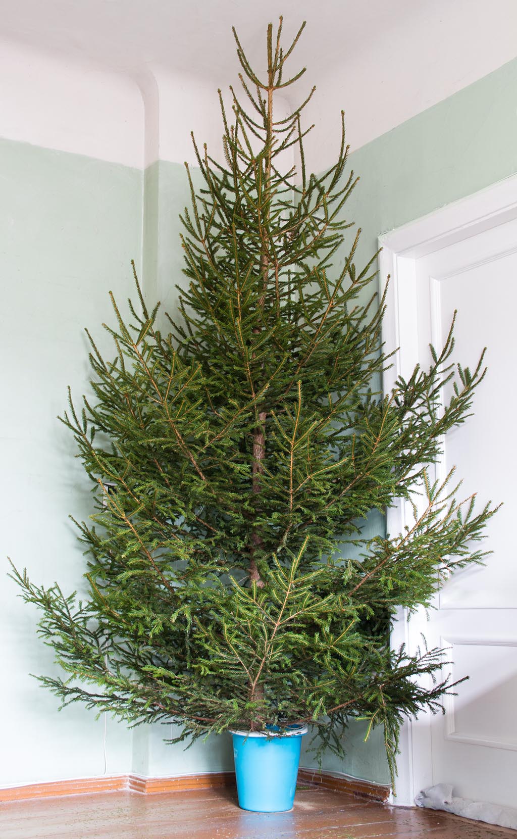 Spruce tree, January 2014