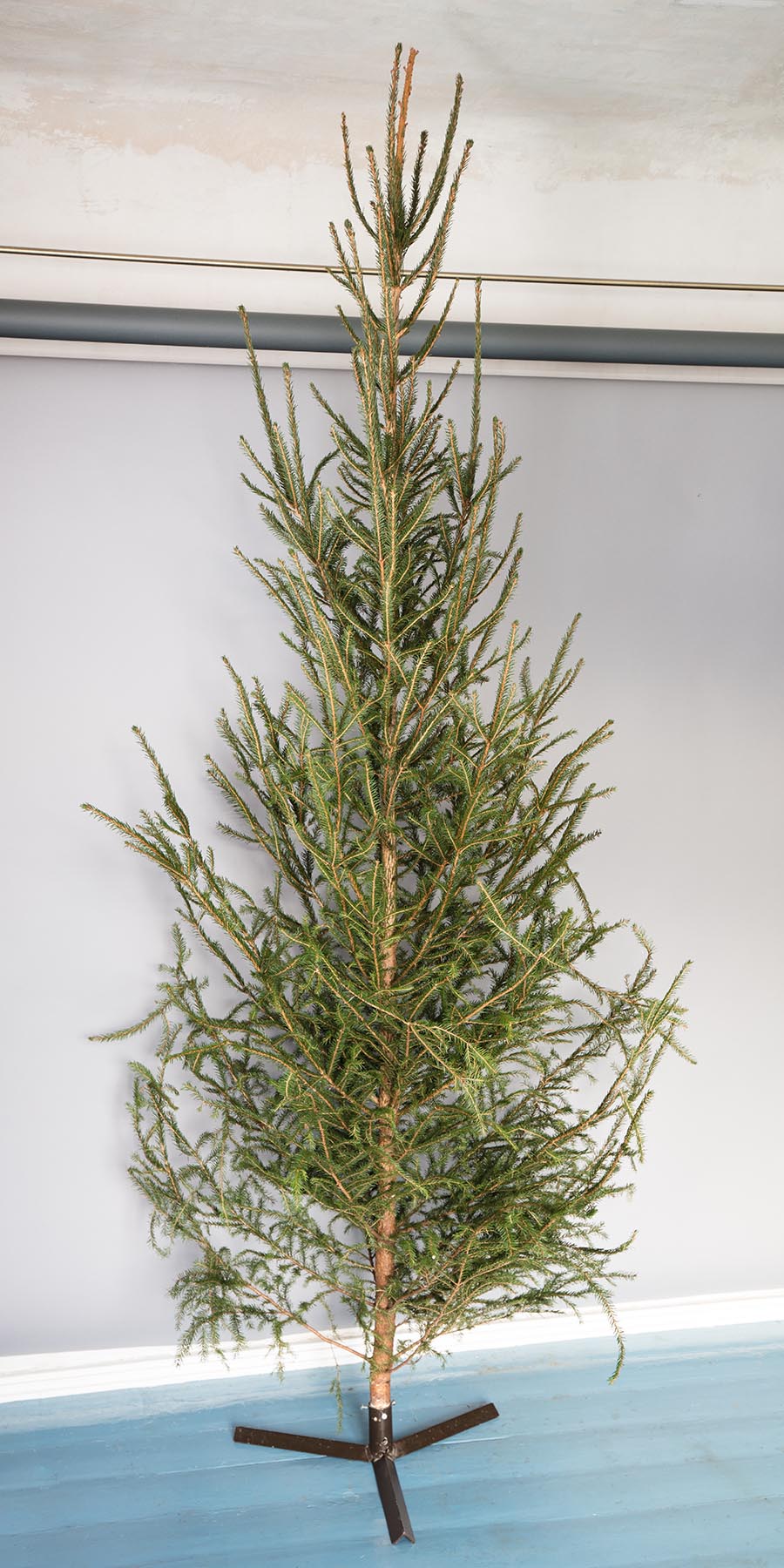 Spruce Tree