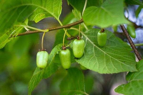 Actinidia kolomikta fruits.