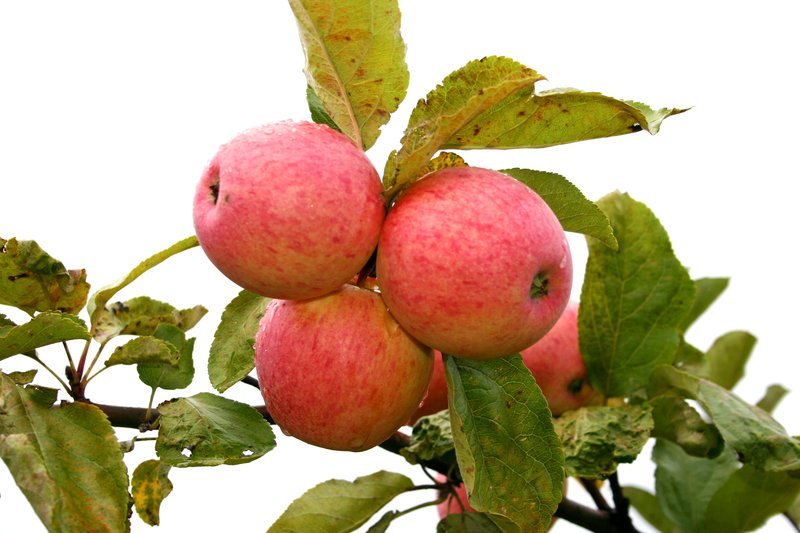 Apple cultivar “Tiina.”