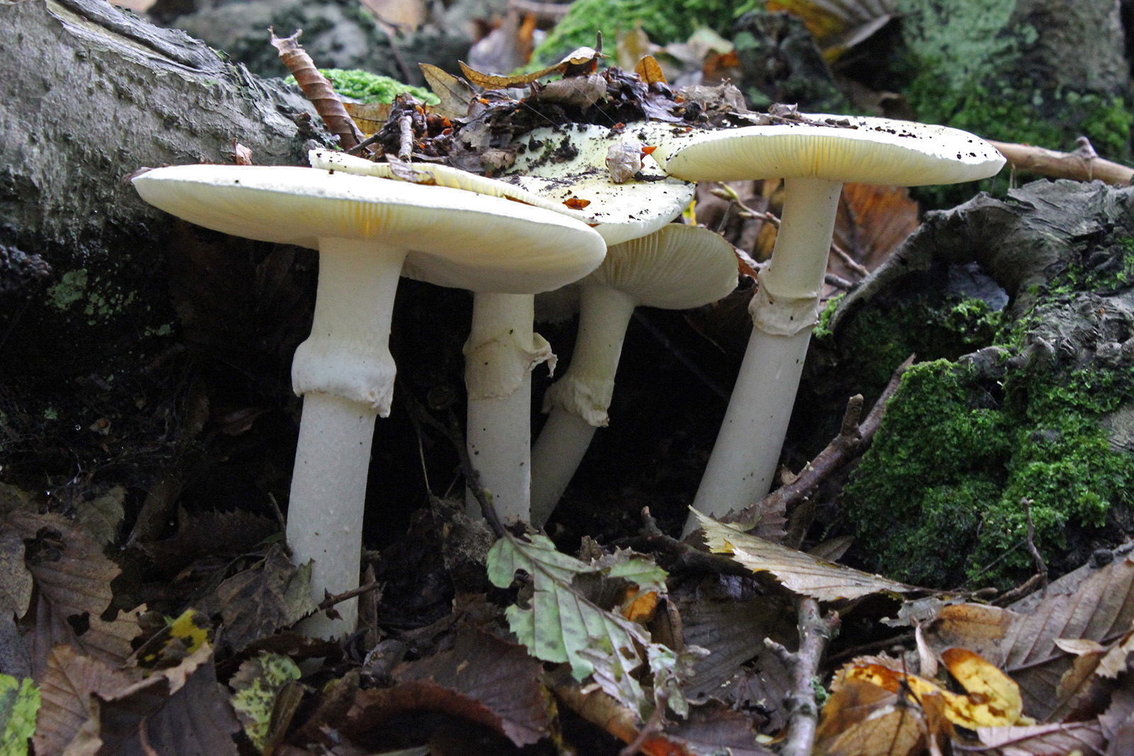 Amanita phalloides