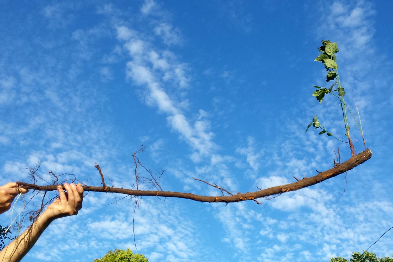 plum tree roots