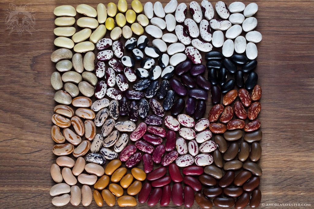 Agricultural Biodiversity Bean Days