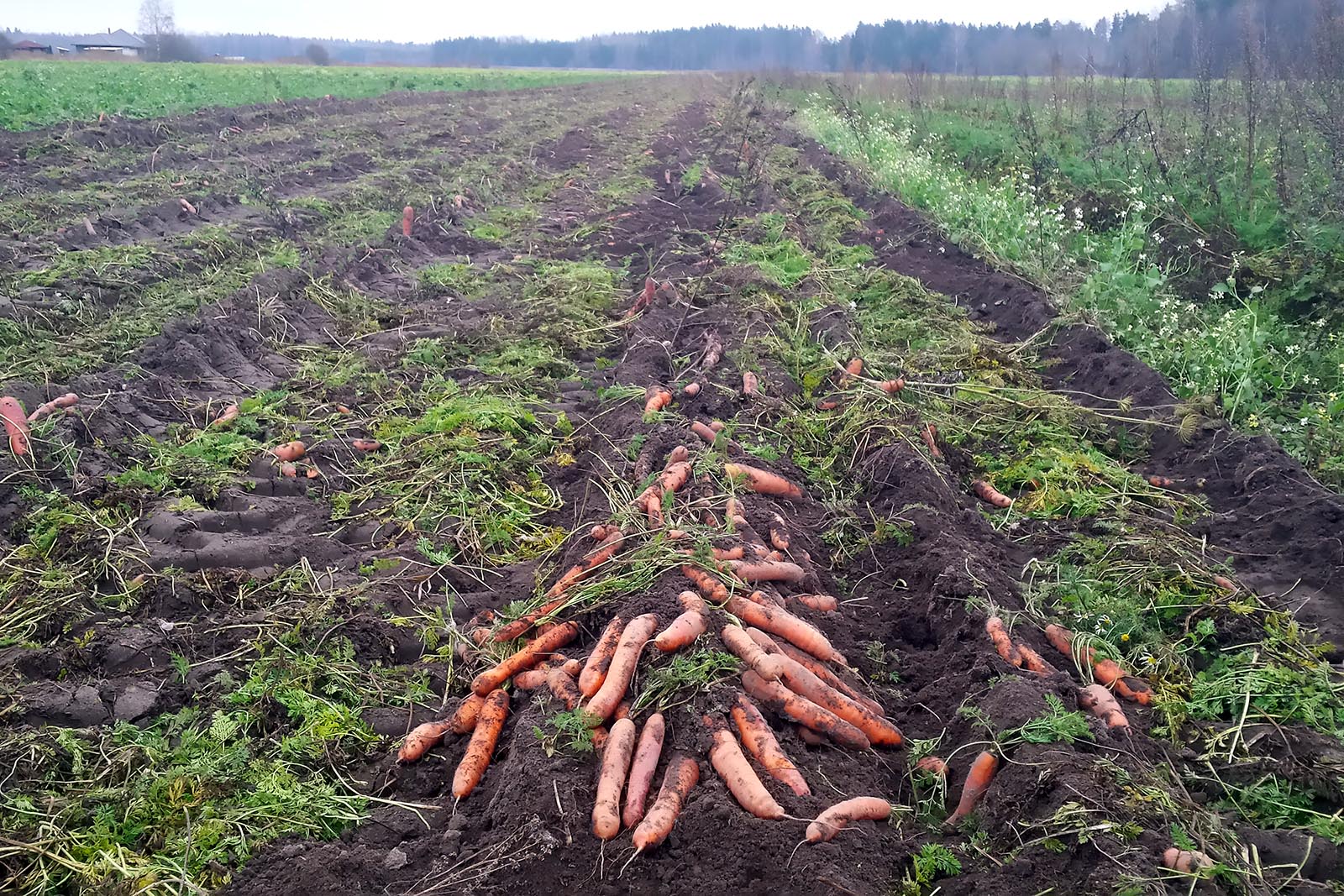 carrots, food waste