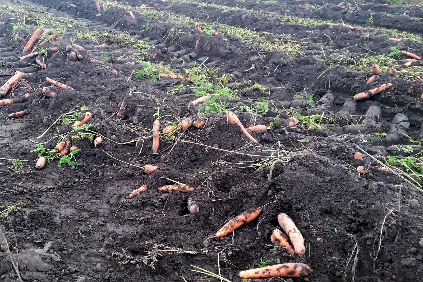 carrots, food waste