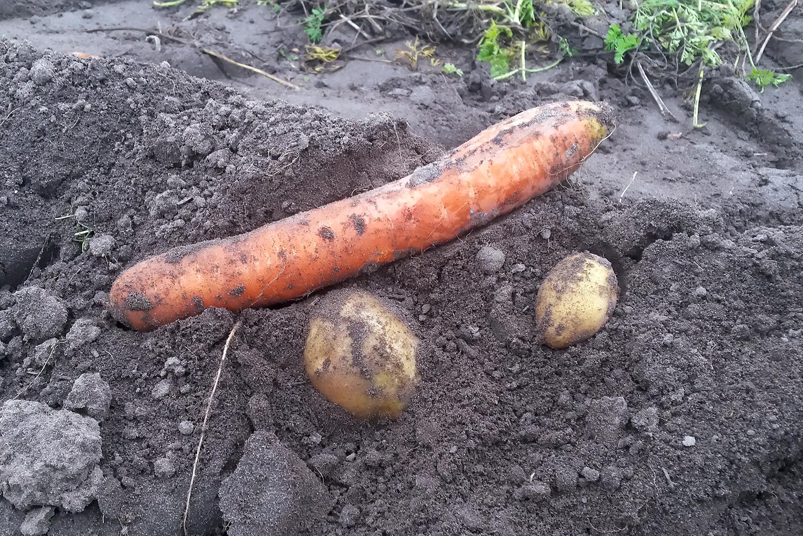 carrots, food waste