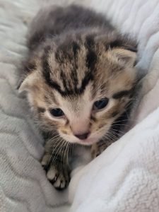Sasha's little kitten
