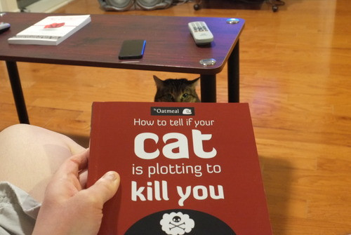 cat_kill_photo