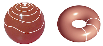 On the left, a loop on the surface of a sphere is reduced to a point. On the right, there is a loop around the surface of a donut.