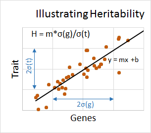 Heritability