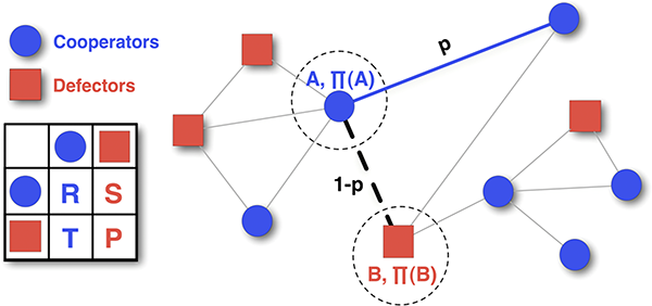 A network of cooperators and defectors