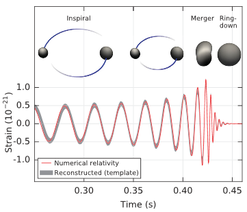 The three stages of a black hole merger are shown, along with the resulting strain. First, black holes spiral inwards, the strain oscillating with increasing amplitude and frequency. Then the black holes merge and have a ring-down, where the amplitude of strain decreases very quickly.