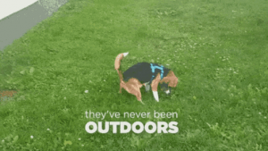 They've never been outdoors