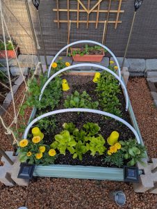 A raised bed with hoops and some vegetables
