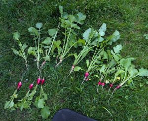 some radishes