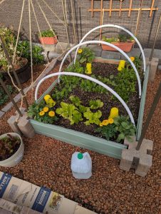 the raised bed again with an incomplete trellis