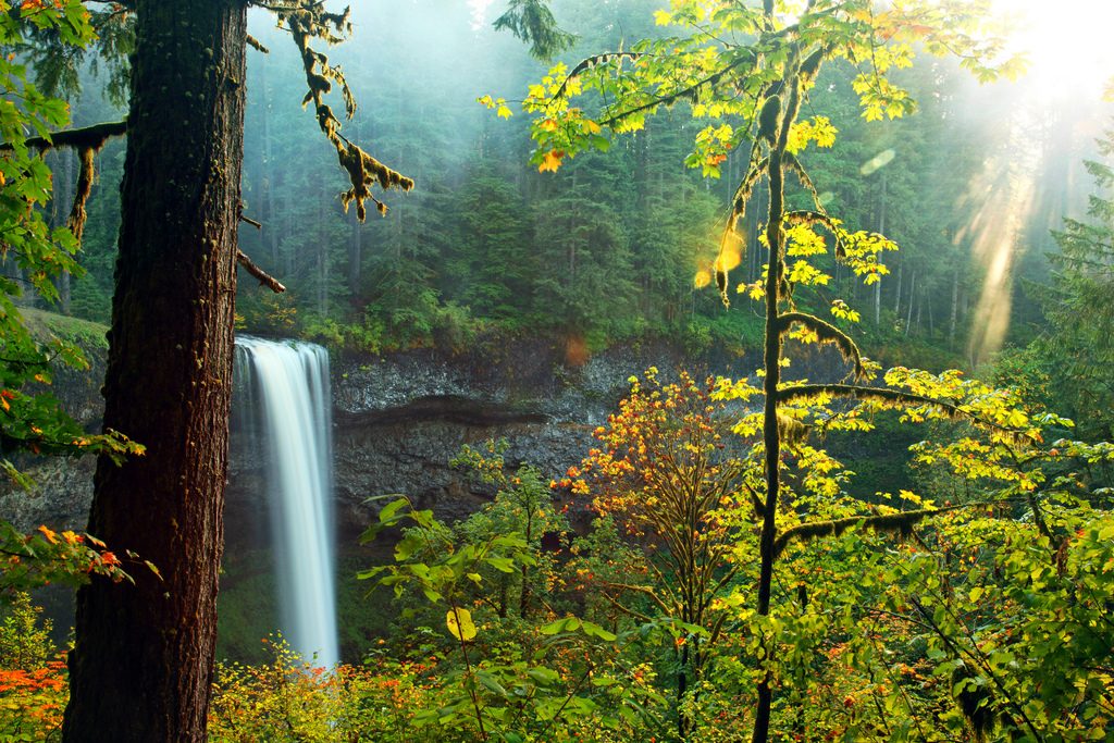 A beautiful waterfall in the middle of a verdant forest