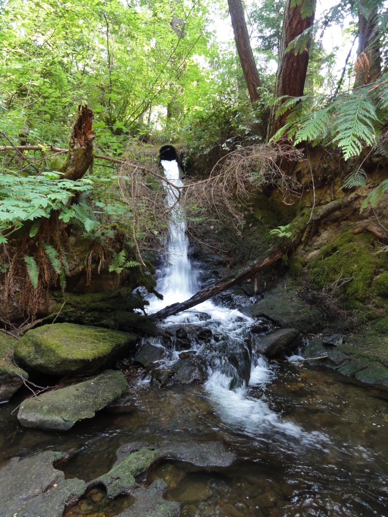 Image shows a narrow but vigorous stream of water spilling down a forested bank from a pipe.
