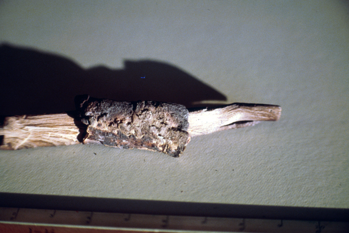 Image shows a piece of tree branch lying on a table. There's a bit of bark still attached to the middle. The end to the right is tapered and slightly charred. It's several centimeters long.