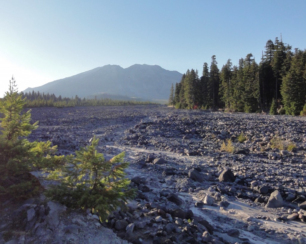 Image shows a wide, dry river channel. The near bank has a few young pines growing out of it. The channel is filled with tumbled rocks and boulders of various sizes. Tall older trees jut into the river from the opposite bank. In the distance, Mount St. Helens looms as a silhouette in the late afternoon light. Its almost flat top has a v-shaped notch carved in its center left.