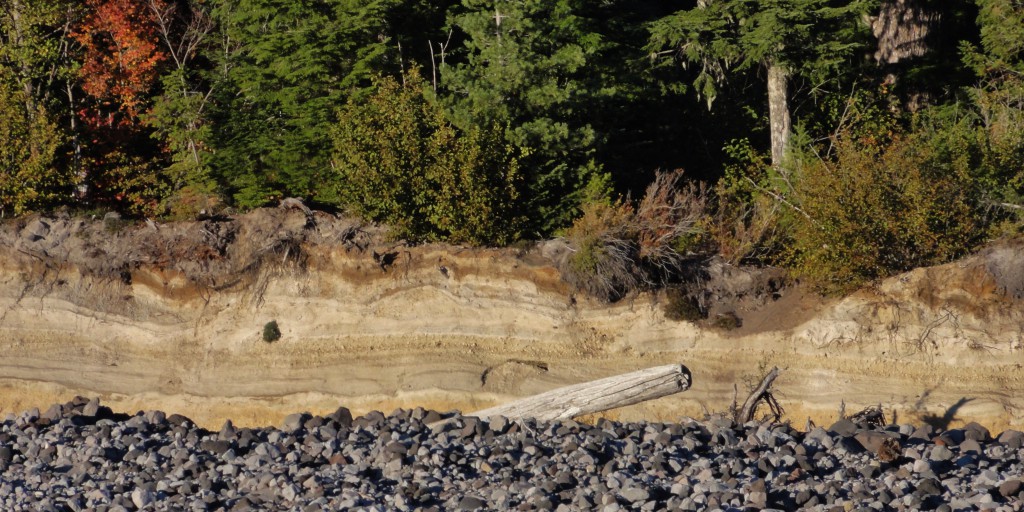 Image shows a section of the bank exposing several airfall layers in shades of yellow and tan, capped by the gray, rock-filled lahar of May 1980. A healthy forest of trees grows atop it. In the foreground, a log juts up from the rocky dry river bed.