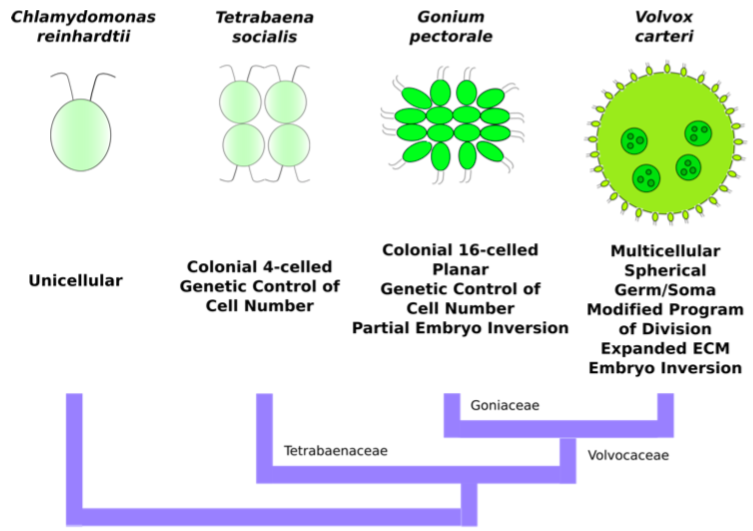 Clues To The Evolution Of Multicellularity From Tetrabaena