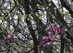 redbud tree blooming