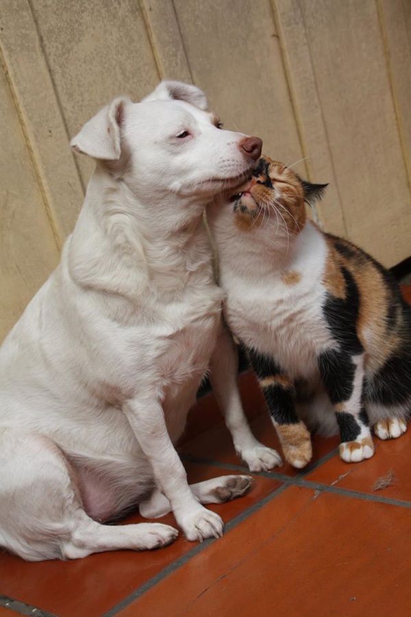 snuggly cat and dog friends