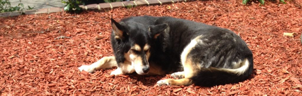 This is another one of her sniffing around. Even when she could run, sniffing the breeze was always one of her favorite passtimes. 