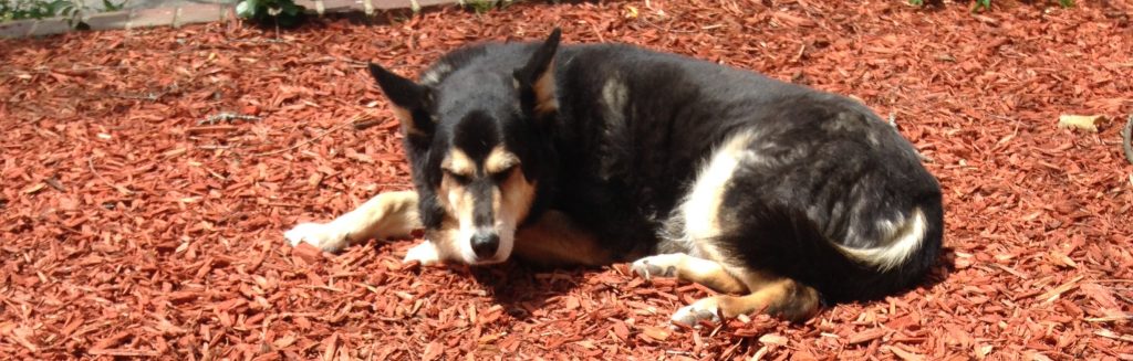 This shows Raksha sniffing the breeze with her eyes mostly closed in the bright sunlight. She's mostly black with light tan on her legs and cheeks, and on her feet and muzzle, except for a black stripe down the top of her nose. She's lying in reddish cedar mulch. Behind her is a very low brick wall. Her ears are cocked in two different directions as she tracks noises around her, and she's facing the camera. She has cream-colored, slightly triangular eyebrows (long side along her eyes, with two shorter sides meeting in a point about centered over them. The black fur on top of her head looks very glossy in the sun. 