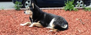 Image shows Raksha lying on red cedar mulch, looking intently to the left of the frame. She's a medium-sized dog, about 50lbs, mostly black, with white on her legs, cheeks, and the sides of her muzzle. Her eyes have a little black under and around them, merging with a black stripe down the center of her long nose, and she has white eyebrows that give her a very expressive face. Her ears are large, triangular, and erect, black on the backs, with white fur inside them. They are also focused off to the left. I think there was someone approaching down the sidewalk when I took the picture. 