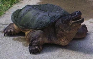 Image shows an irate snapping turtle, looking at someone to the right of the camera. The turtle is on sidewalk pavement, and if I recall correctly was around 20-25lbs