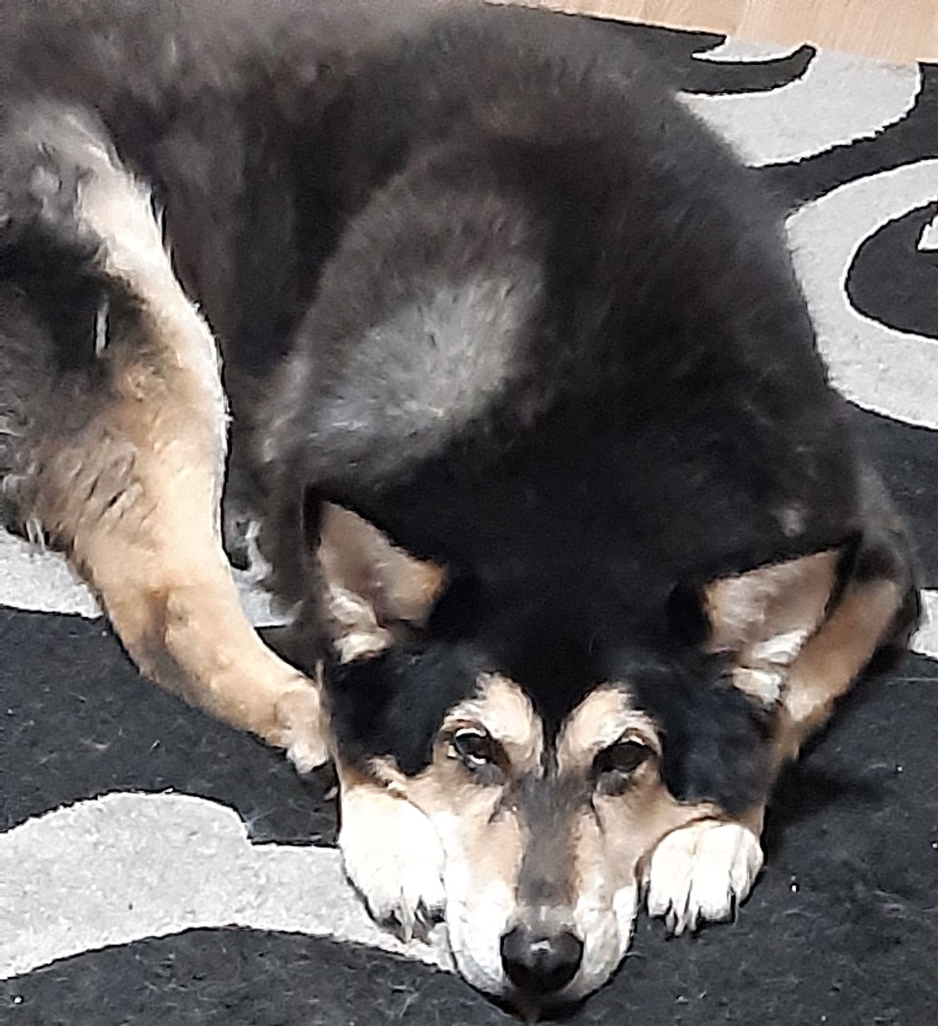 The image shows a German shepard/Husky mix, with cream-colored fur on the inside of her ears, her paez, her cheeks, and the sides of her muzzle. The rest of her fur is black, with white under-fur showing in some places. There's a black stripe down the top of her snout, and across her eyes, but her eyebrows are cream-colored. Her nose is between her front paws. 