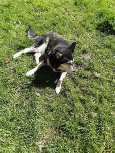 The picture shows Raksha lounging on the grass, propped up on her elbows. She's a medium-sized dog, about 50lbs, mostly black, with white on her legs, cheeks, and the sides of her muzzle. Her eyes have a little black under and around them, merging with a black stripe down the center of her long nose, and she has white eyebrows that give her a very expressive face. Her ears are large, triangular, and erect, black on the backs, with white fur inside them