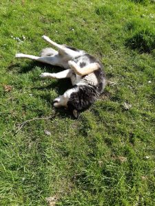 The picture shows Raksha rolling on her back on the grass, her feet up in the air. She's a medium-sized dog, about 50lbs, mostly black, with white on her legs, cheeks, and the sides of her muzzle. Her eyes have a little black under and around them, merging with a black stripe down the center of her long nose, and she has white eyebrows that give her a very expressive face. Her ears are large, triangular, and erect, black on the backs, with white fur inside them