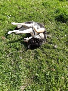 The picture shows Raksha rolling on her back on the grass, her feet up in the air. She's a medium-sized dog, about 50lbs, mostly black, with white on her legs, cheeks, and the sides of her muzzle. Her eyes have a little black under and around them, merging with a black stripe down the center of her long nose, and she has white eyebrows that give her a very expressive face. Her ears are large, triangular, and erect, black on the backs, with white fur inside them