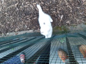 The image shows Banjo standing on the mulch of his yard, kept inside by chicken wire that has been added to the iron fencing. He's a small, white cat with fluffy fur and blue eyes. His tail is sticking straight up and out behind him, swishing a little as he stares intently at the tip of a black umbrella, moving up the other side of the chicken wire. His paws are up on the chicken wire as he tries to bat at the umbrella. The picture also shows brown leather shoes (mine), and one red sandal and blue skirt with white polka dots (Tegan's) on the pavement outside the yard