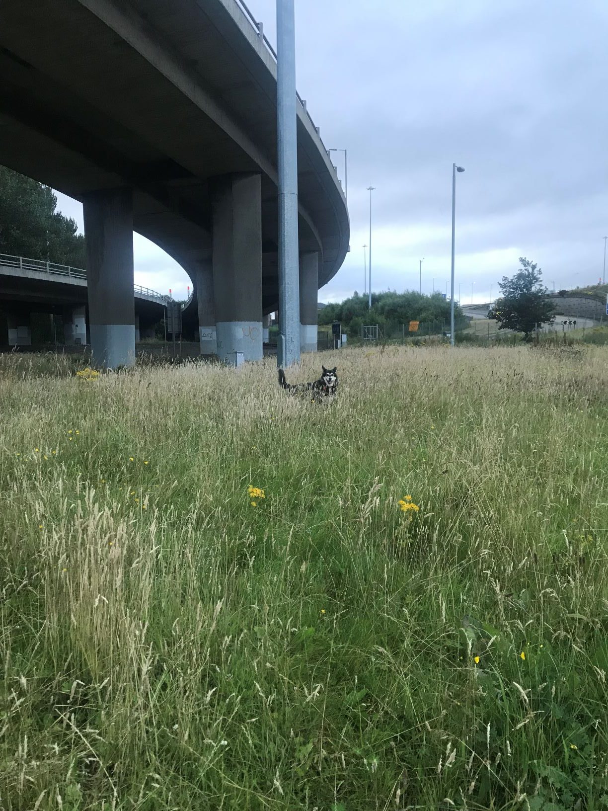 This image shows Raksha in a field near a highway overpass. The bottom half of the image is green and tan grass, with a few golden flowers, and Raksha. She is a mid-sized mix of German Shepard and Husky. You can see her black fur and tail, her pointy black ears, her white cheeks and eyebrows, and her black eyes and nose. She is waiting for me to throw a pebble for her to chase. Above and behind her is the highway overpass, with a few very tall street lights near it. Some trees are visible in the background. 