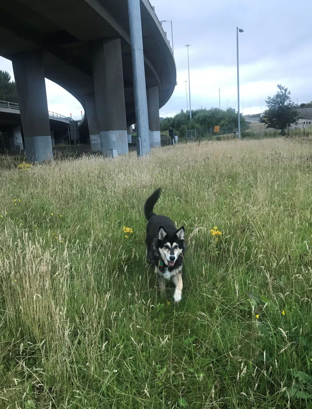 The image shows Raksha approaching. She appears to be having fun. She is panting a little, has one paw lifted up, mid-stride. Her cheeks and eyebrows are white, her eyes and most of the rest of her is black. Her ears are two white triangles with black outlines. The field is green and tan with golden flowers. An overpass and some trees loom in the background. 